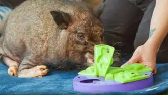 Episode 5 This Little Piggy Wants Wheels