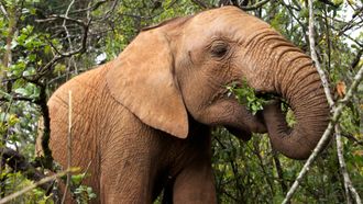 Episode 3 Elephant SOS