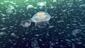 Episode 8 Creatures of the Deep