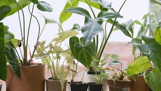 Episode 3 Houseplants