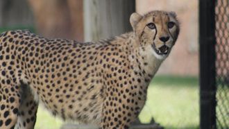Episode 1 A Cheetah's Greatest Race
