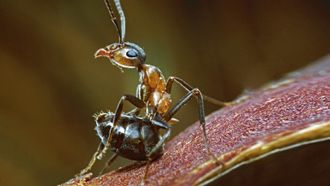 Episode 6 Insects