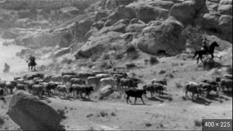 Episode 21 Cattle and Cane