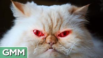 Episode 103 Do Pets Kill People?