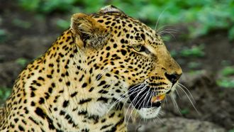 Episode 2 Big Cat Special