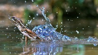 Episode 2 Reptiles and Amphibians