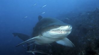Episode 9 Grey Nurse Shark