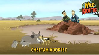 Episode 23 Cheetah Adopted