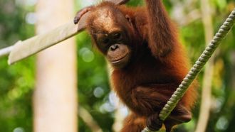 Episode 7 Borneo