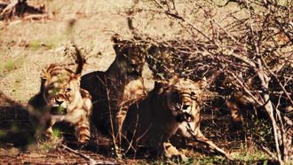 Episode 3 The Legendary Cape Lion