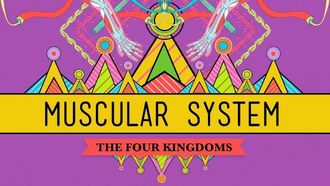 Episode 31 Muscular System