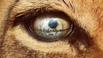 Episode 3 Lion