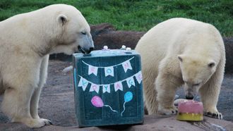 Episode 6 Polar Bear Palooza