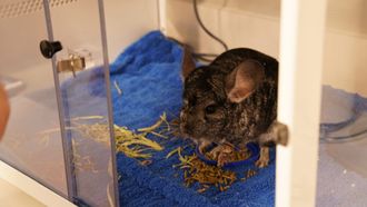 Episode 6 Pain in the Chinchilla