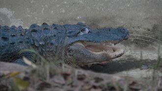 Episode 5 Later, Gator!