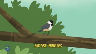 Episode 14 Moose Nibbles
