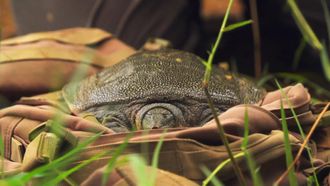 Episode 6 The Hidden Turtle of Vietnam