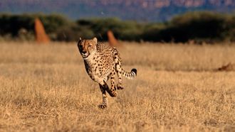 Episode 2 Cheetah