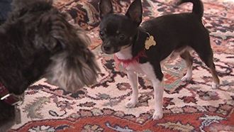 Episode 9 Peanut & Chico, Leroy Brown, and Tucker