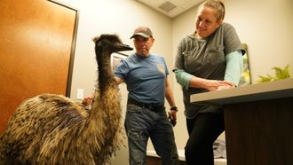 Episode 8 Big Bird, Big Problem