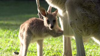 Episode 8 Robert's Baby Kanagroo