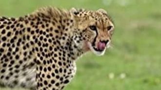 Episode 7 The Secret Lives of Cheetahs