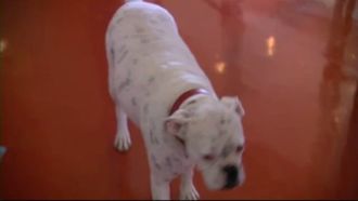 Episode 7 Bella & Big Boy and Gracie