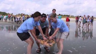 Episode 3 A Turtle Tale
