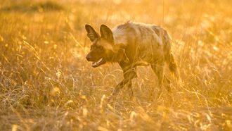 Episode 7 Living with Predators (Conservation)