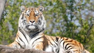 Episode 1 The Secret Lives of Tigers