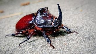 Episode 15 Rhinoceros Beetle