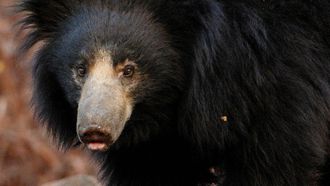 Episode 4 A Sloth Bear's Dilemma