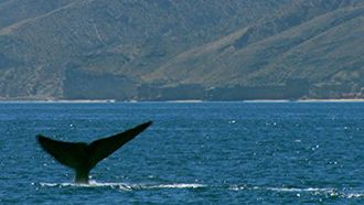 Episode 6 Blue Whale