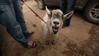 Episode 9 Goats Gone Wild