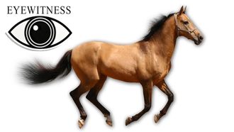 Episode 8 Horse