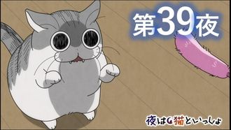 Episode 39 Night 39: New Cat Toy