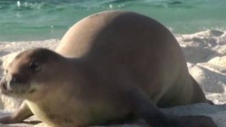 Episode 20 Hawaiian Monk Seals