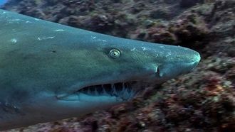 Episode 1 Terror in the Gulf