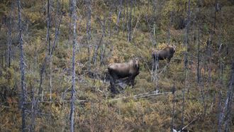 Episode 5 Moose Ambush
