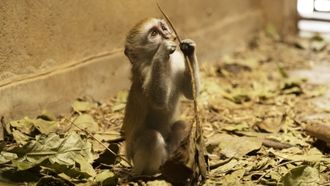 Episode 2 Monkey Madness