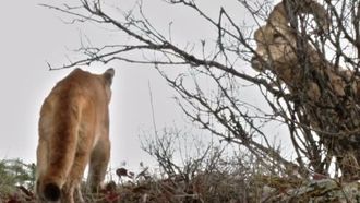 Episode 2 Mountain Lion vs. Bighorn