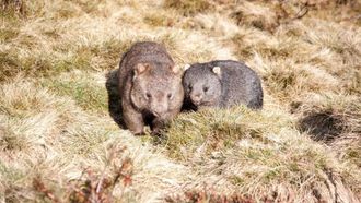 Episode 4 Wombat Kingdom