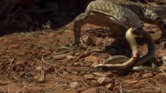 Episode 12 Lizard Kings