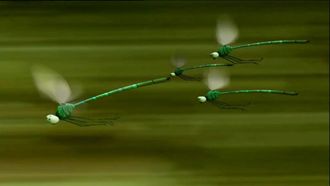 Episode 16 Dragonflies
