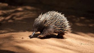 Episode 6 Platypus & Echidna