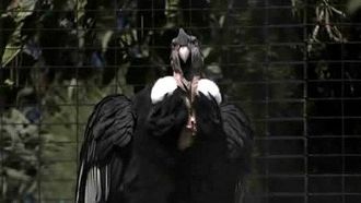 Episode 4 Birdzilla