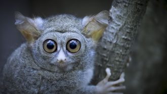 Episode 2 Tarsier Forest