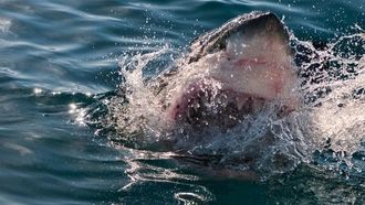 Episode 1 Cape Jaws