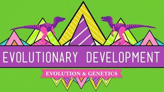 Episode 17 Evolutionary Development