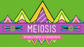 Episode 13 Meiosis